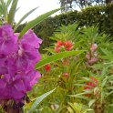 Picasa 2.7